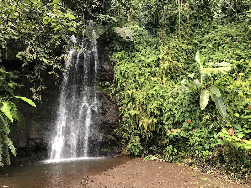 Vaipahi Water Garden — Nature — Tahiti Island Circle Road — French Polynesia
