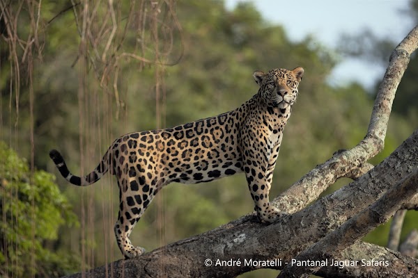 Night Safari in Pantanal