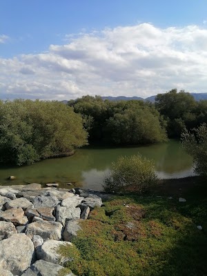 Muscat
