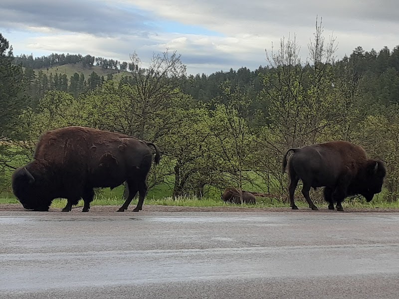 Custer State Park Wildlife Loop — Scenic Drive — Badlands & Black Hills Loop — United States