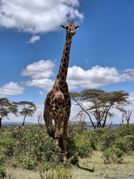 Crescent Island walking safari — Wildlife — Kenya Great Rift Valley — Kenya