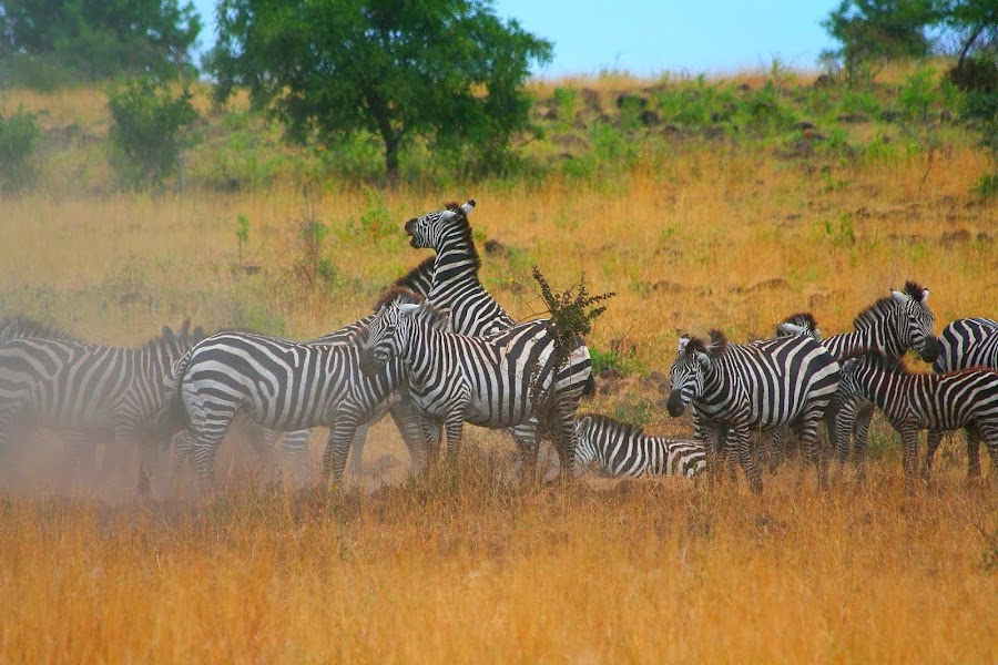 Nech Sar National Park — nature reserve — Omo Valley Tribal Route — Ethiopia