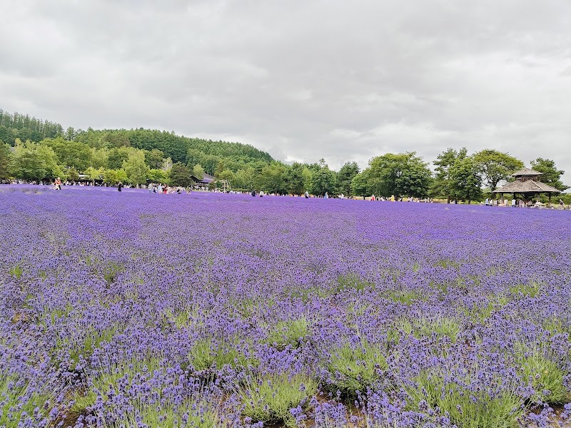 Farm Tomita — Flower garden — Hokkaido Flower Route — Japan