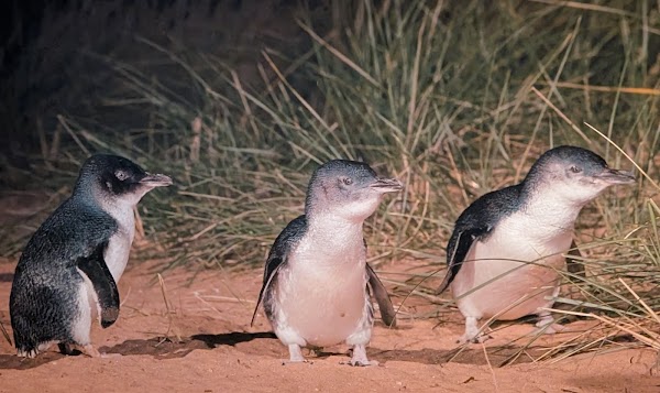 Phillip Island Penguin Parade