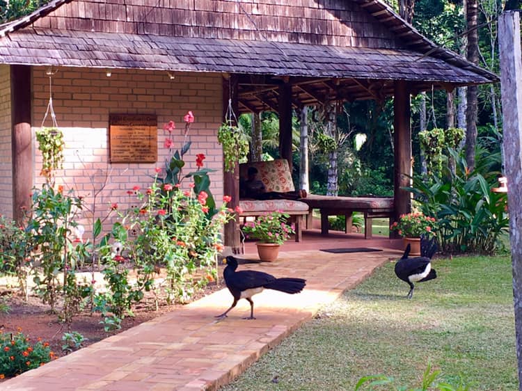 Atta Rainforest Lodge — Nature — Guyana Interior Road — Guyana