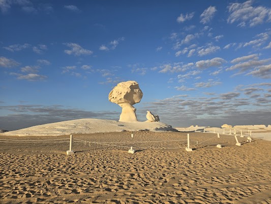 Chicken and Mushroom Rock