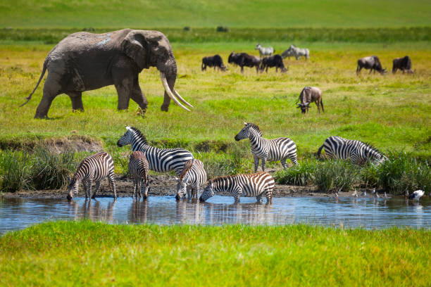 Serengeti National Park