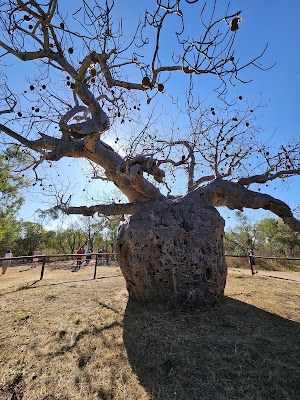 Boab Prison Tree