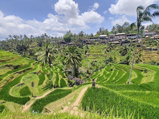 Tegalalang Rice Terrace