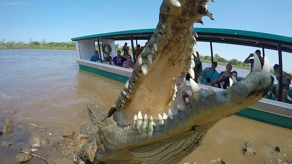 Tarcoles River Crocodile Safari
