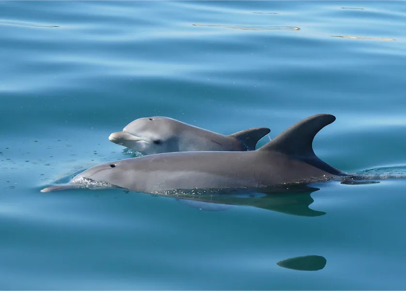 Dolphin Discovery Centre — Marine centre — South West Wine, Coast and Seasonal Whales — Australia