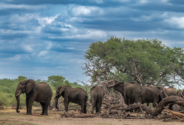 Birdwatching in Bwabwata National Park