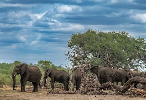 Bwabwata River Corridor drive — birdwatching and wildlife drive — Caprivi Strip and Zambezi Region — Namibia