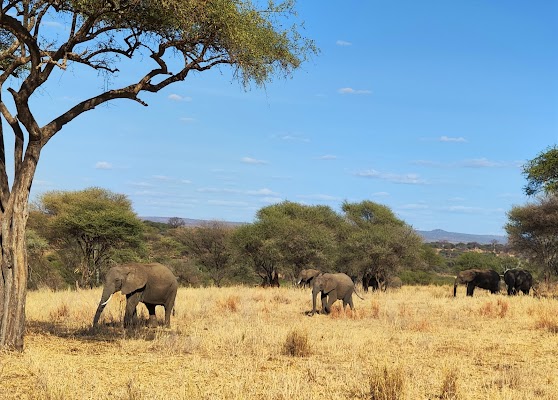 Tarangire National Park Entrance