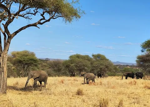 Tarangire National Park Entrance — Nature — Tanzania Northern Safari Circuit — Tanzania