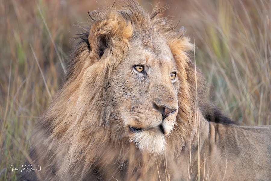 Kafue National Park