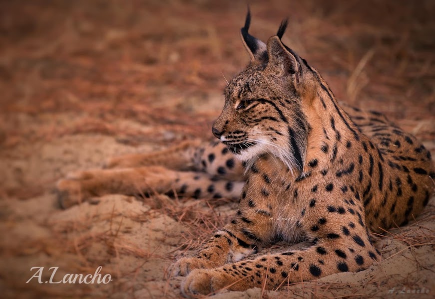 Licensed Doñana 4WD tour — Guided nature tour — The Great Outdoors, Spain — Spain