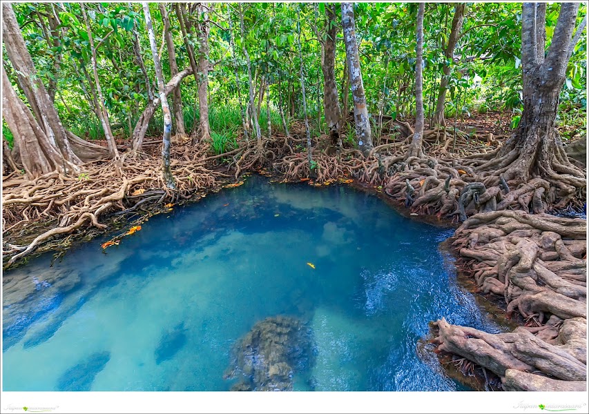 Tha Pom Khlong Song Nam Nature Trail — nature walk — Krabi and Phang Nga Andaman Coast — Thailand