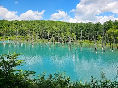 Shirogane Blue Pond — Scenic Viewpoint — Hokkaido Flower Route — Japan
