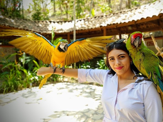 Macaw Mountain Bird Park
