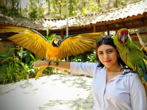 Macaw Mountain Bird Park — Wildlife — Copan to the Caribbean Coast — Honduras
