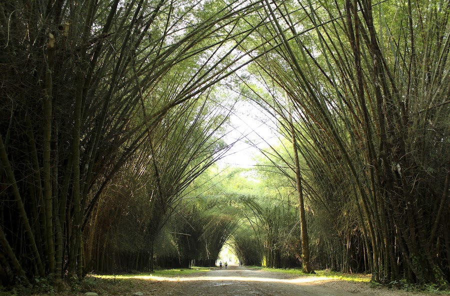 Lancetilla Botanical Garden — Nature — Copan to the Caribbean Coast — Honduras