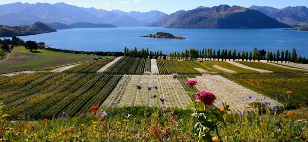 Rippon Vineyard Tasting Room