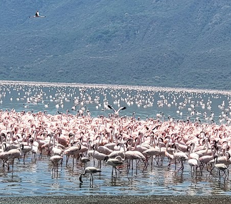 Lake Bogoria National Reserve