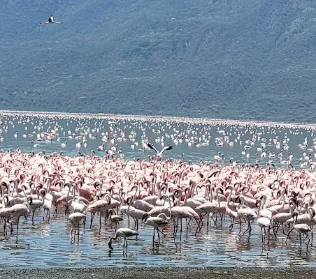 Lake Bogoria National Reserve — Nature — Kenya Great Rift Valley — Kenya