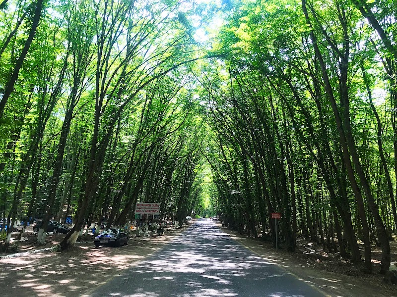 Qechresh Forest