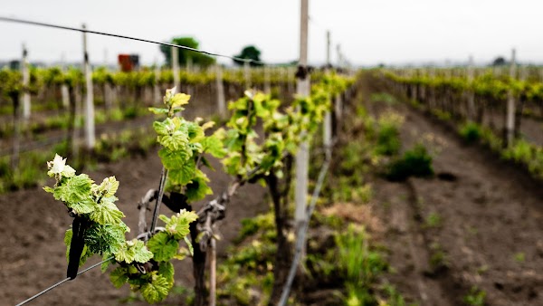 Derbent Wine House