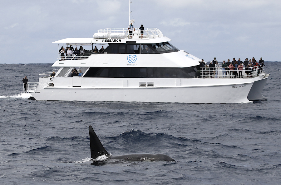 Augusta whale cruise or land lookout — Seasonal wildlife — South West Wine, Coast and Seasonal Whales — Australia