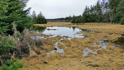 Delkatla Wildlife Sanctuary — Wildlife Sanctuary — Haida Gwaii Adventure — Canada
