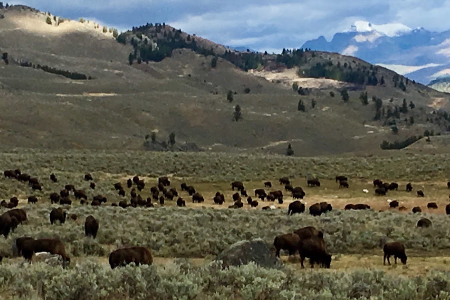 Lamar Valley — Wildlife Viewing — Grand Teton to Yellowstone — United States