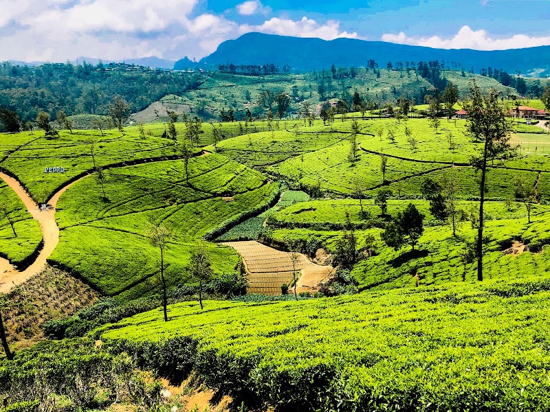 Pedro Tea Estate — Tea estate — Sri Lanka Grand Route: Colombo to Trincomalee — Sri Lanka