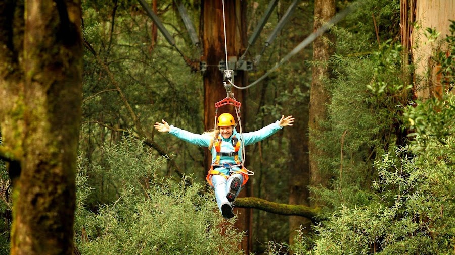 Otway Fly Treetop Adventures