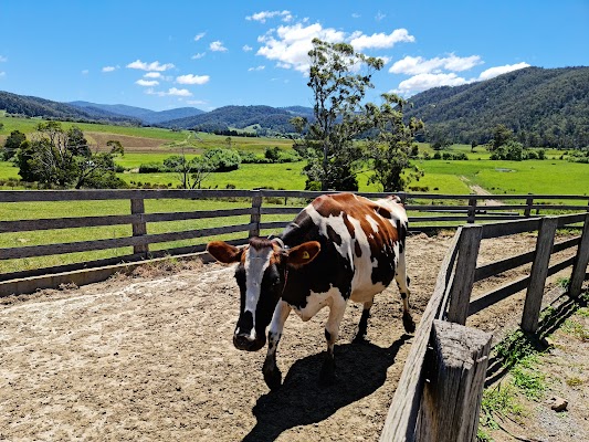 Pyengana Dairy