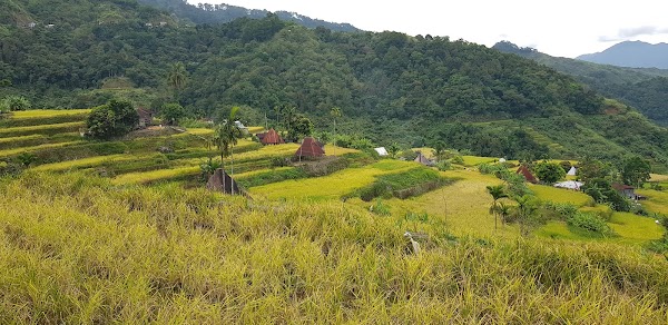 Mayoyao Rice Terraces