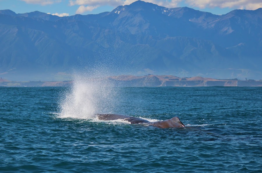 Kaikoura whale cruise or flight — Booked wildlife tour — Kaikoura Coast — New Zealand