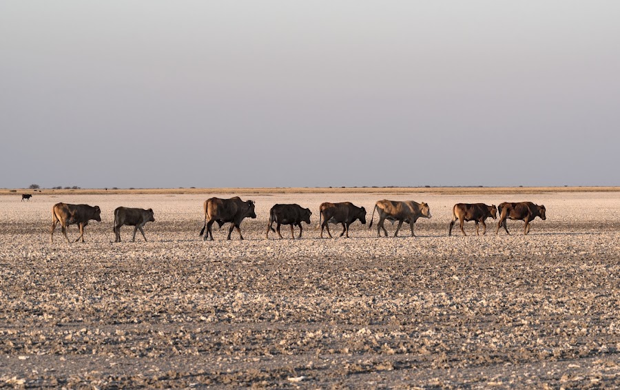 Ntwetwe Pan — Nature — Makgadikgadi Pans — Botswana