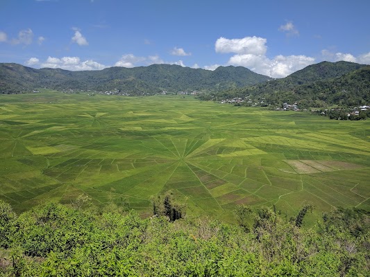 Cancar Spider-Web Rice Fields