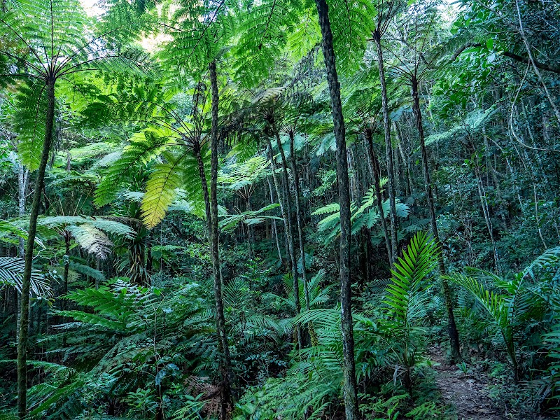 Parc des Grandes Fougères — hiking — Grande Terre East Coast and Hienghène — New Caledonia