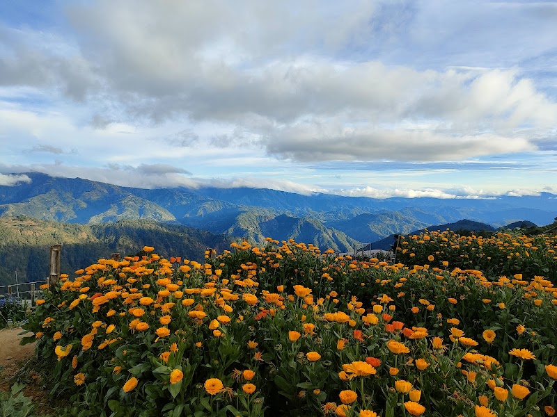 Northern Blossom Flower Farm
