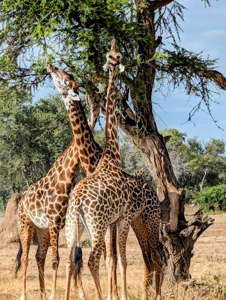 South Luangwa National Park
