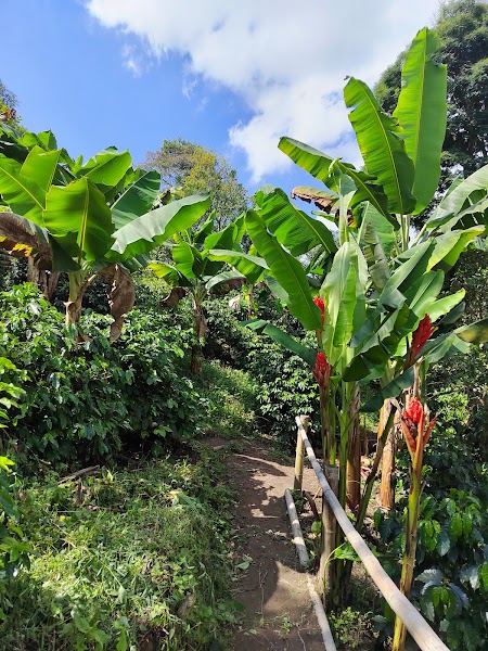 Reserved Finca Don Elías coffee tour — Working-farm tour — Medellín to the Coffee Axis via Jardín and Salamina — Colombia