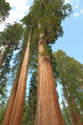Mariposa Grove of Giant Sequoias