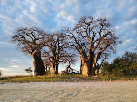 Nxai Pan — Nature — Makgadikgadi Pans — Botswana