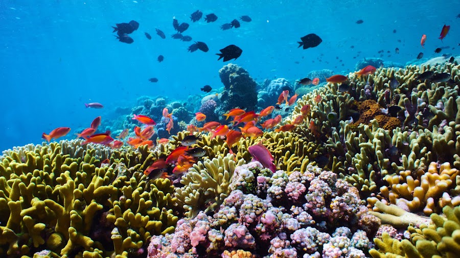 Bunaken Island Snorkeling — activity — Sulawesi Highlands Tana Toraja to Bunaken — Indonesia