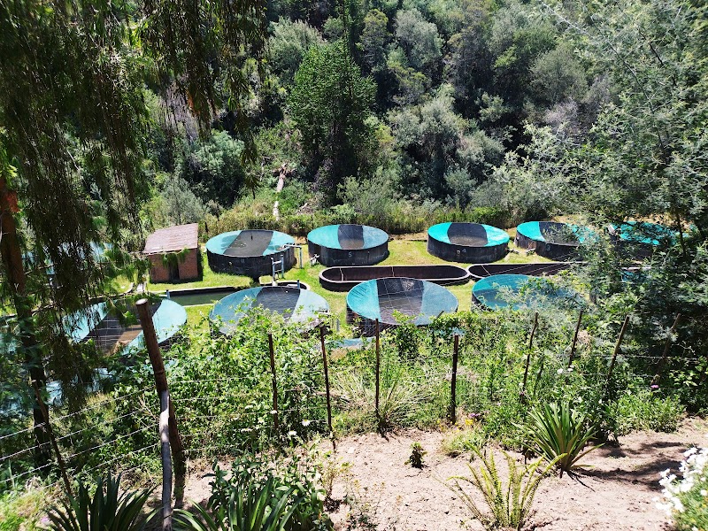 Nyanga Trout Farm — Fish, trout, local — Eastern Highlands of Zimbabwe — Zimbabwe
