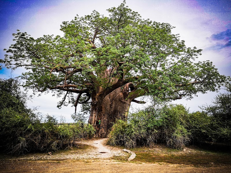 Mahango Core Area, Bwabwata National Park — Nature — Caprivi Strip and Zambezi Region — Namibia